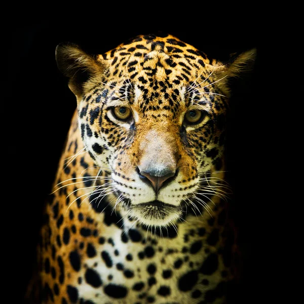 Retrato de leopardo — Foto de Stock