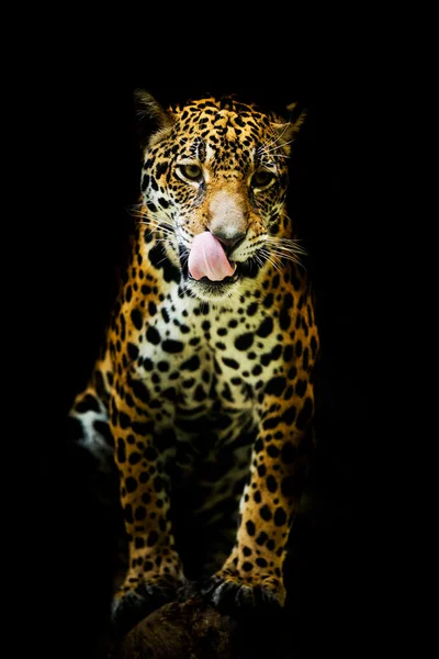 Leopard porträtt — Stockfoto