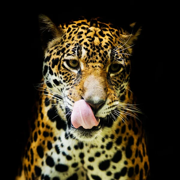 Retrato de leopardo — Fotografia de Stock