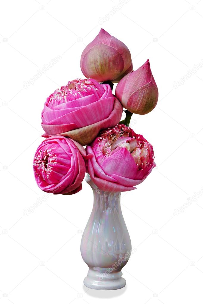 lotus flowers in vase isolated in white background