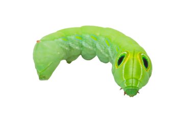 beyaz izole yaprakları ile yeşil solucan