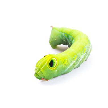 beyaz izole yaprakları ile yeşil solucan