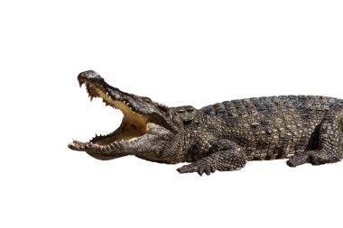 Tehlikeli timsah izole kırpma yoluyla ağzı açık