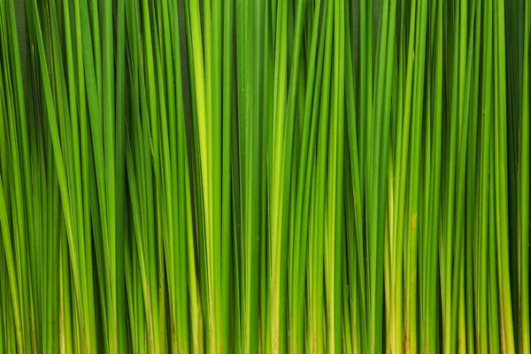 Fondo de pared hojas verdes — Foto de Stock