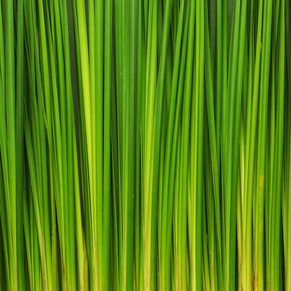 Fondo de pared hojas verdes —  Fotos de Stock