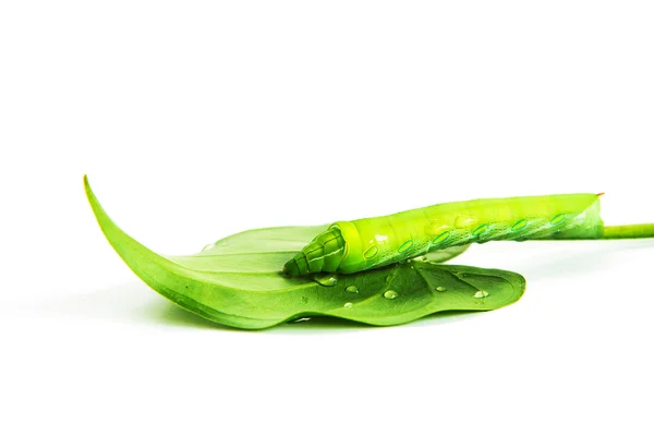 Зелений черв'як з листям ізольовано на білому — стокове фото