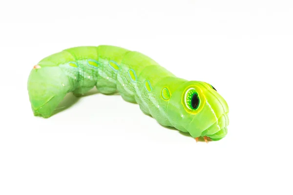Groene worm met bladeren geïsoleerd op wit — Stockfoto