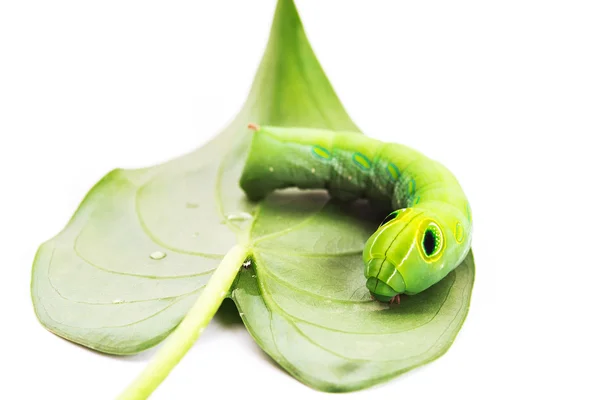 Gusano verde con hojas aisladas en blanco —  Fotos de Stock