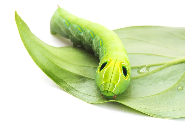 Gusano verde con hojas aisladas en blanco — Foto de Stock