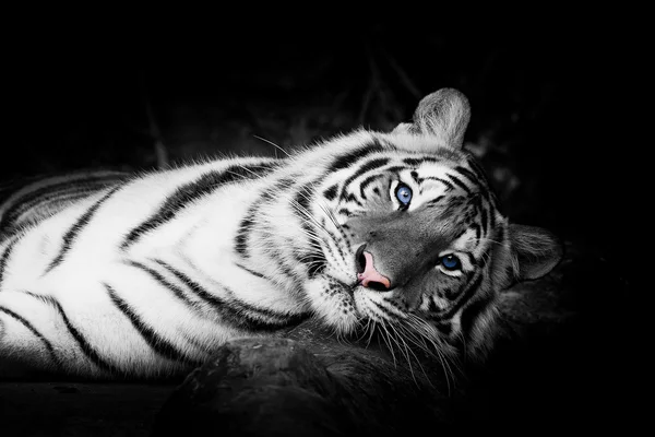 White tiger — Stock Photo, Image