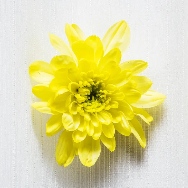 Gelbe Blume isoliert auf weiß — Stockfoto