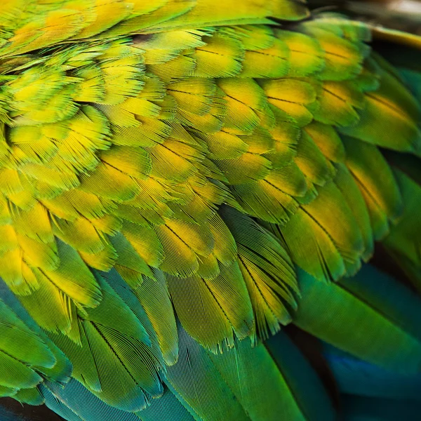 Hermosas plumas de vuelo de un guacamayo azul y dorado — Foto de Stock