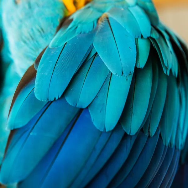 Hermosas plumas de vuelo de un guacamayo azul y dorado — Foto de Stock