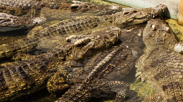 Krokodil i thailand — Stockfoto