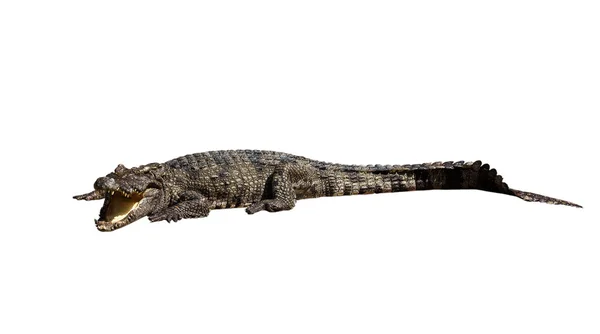 Dangereux crocodile bouche ouverte isolé avec chemin de coupe — Photo