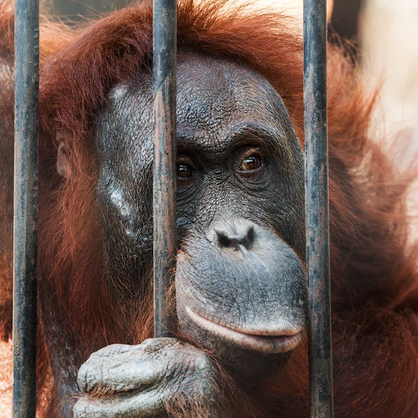 Orangutan w klatce — Zdjęcie stockowe