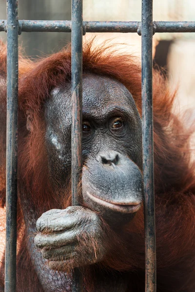 Orangutan v kleci — Stock fotografie