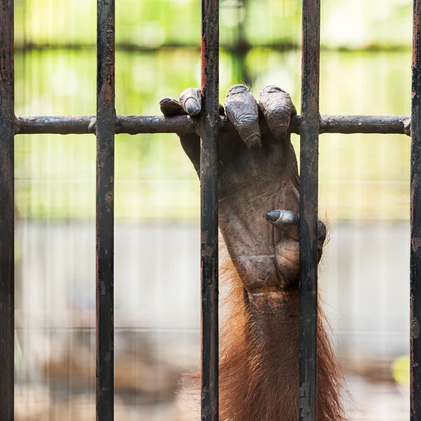 Mano de chimpancé . —  Fotos de Stock