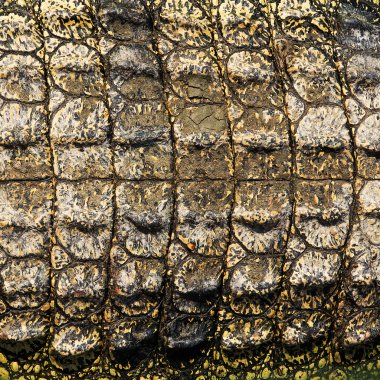 Crocodile skin texture clipart