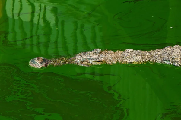 Крокодил в Таїланді — стокове фото