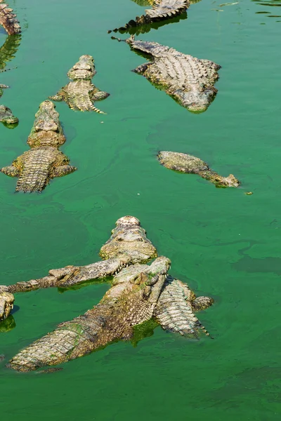 Крокодил в Таїланді — стокове фото