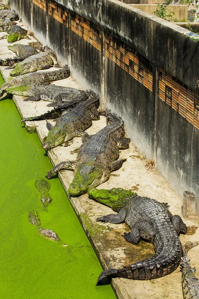 Crocodilo na Tailândia — Fotografia de Stock