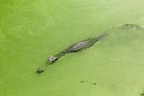 Crocodilo na Tailândia — Fotografia de Stock