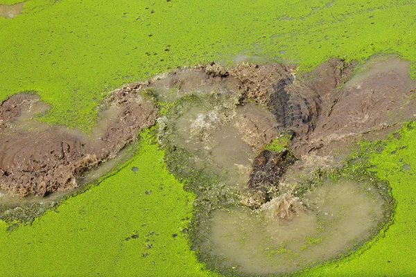 Crocodilo — Fotografia de Stock