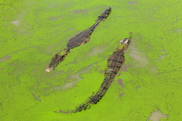 Krokodil — Stockfoto