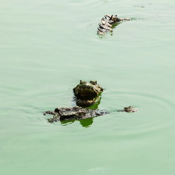 Crocodile — Stock Photo, Image