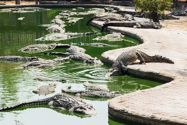 Krokodil — Stockfoto