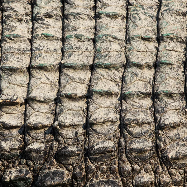 Texture de peau de crocodile — Photo