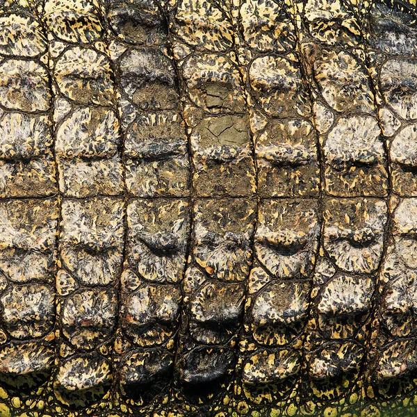 Textura da pele de crocodilo — Fotografia de Stock