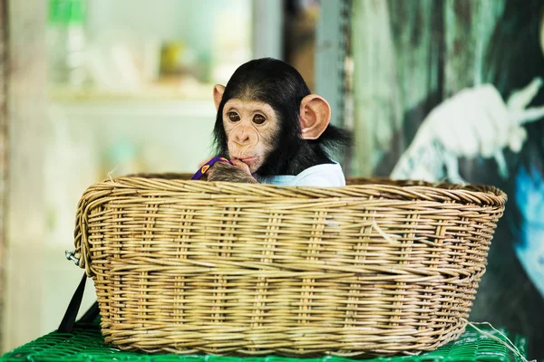 Chimpanzee baby — Stock Photo, Image