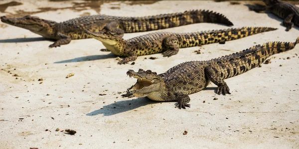 Petits crocodiles dans une ferme de crocodiles — Photo