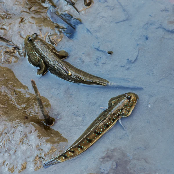 Mudskipper o peces anfibios — Foto de Stock