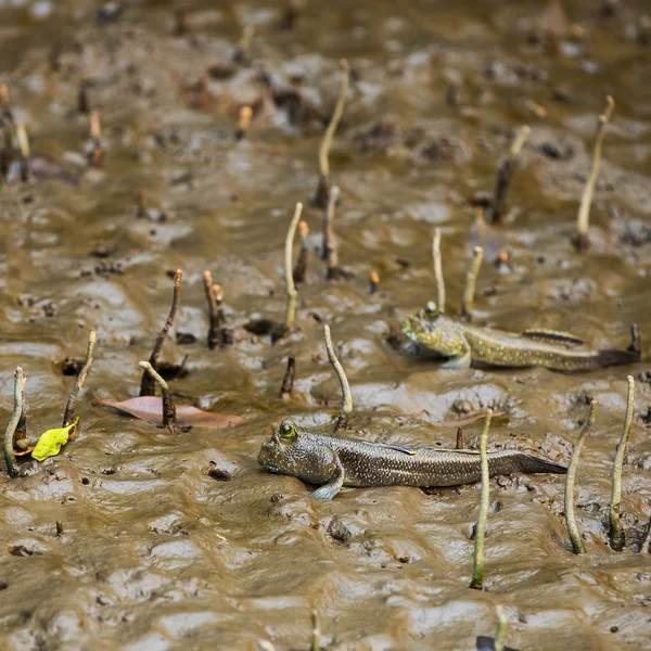 Mudskipper 또는 수 륙 양용 물고기 — 스톡 사진