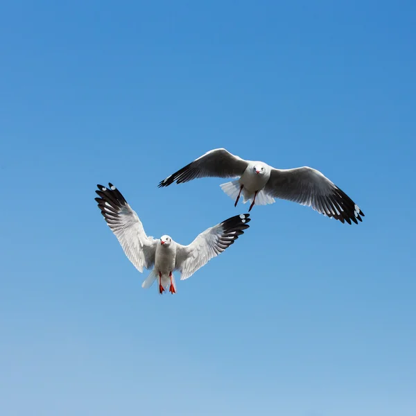 Mouettes volantes en action à Bangpoo Thaïlande — Photo