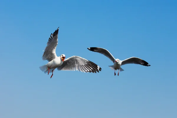 Flygande måsar i aktion på Bangpoo Thailand — Stockfoto