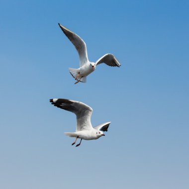 Uçan martılar Bangpoo Tayland 'da eylem halindeler.