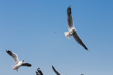 Uçan martılar Bangpoo Tayland 'da eylem halindeler.