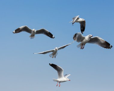 Uçan martılar Bangpoo Tayland 'da eylem halindeler.