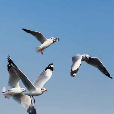Uçan martılar Bangpoo Tayland 'da eylem halindeler.