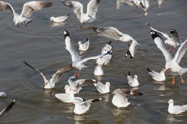 martı kuş göç Tayland olduğunu