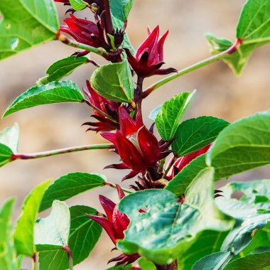 Roselle meyve (hibiscus sabdariffa l.), Tayland