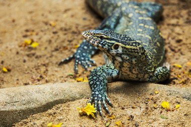 su monitör kertenkele (varanus salvator)