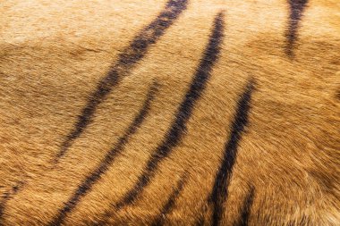 gerçek kaplan derisi dokusu ( kürk )