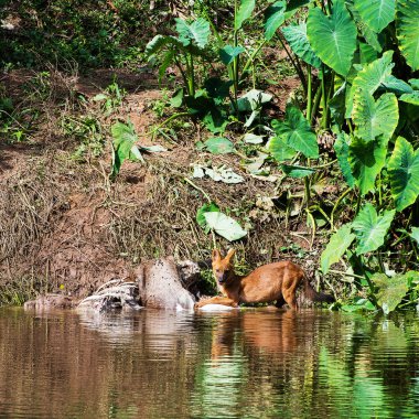 Bir geyik leşi yeme Asya Vahşi köpekler