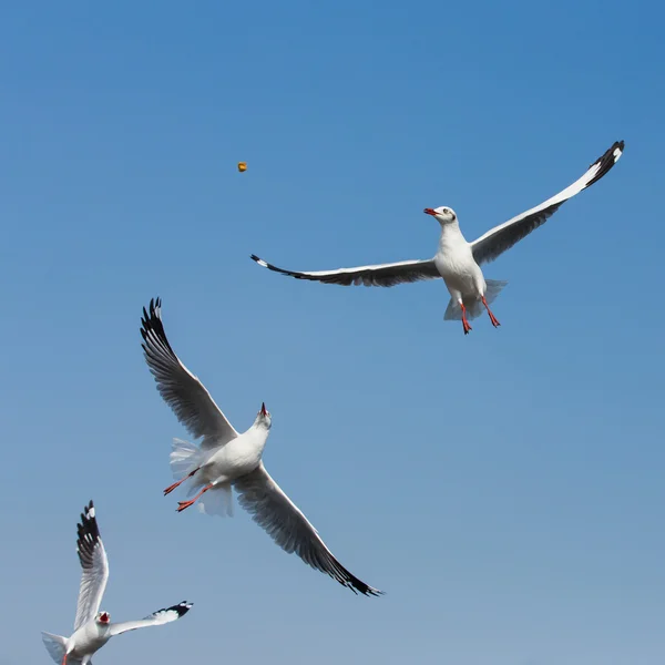 Mouettes volantes en action à Bangpoo Thaïlande — Photo