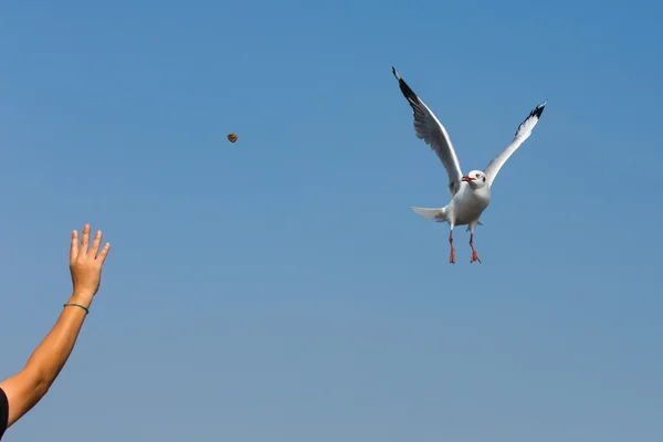 Flying seagulls in action at Bangpoo Thailand — Stock Photo, Image